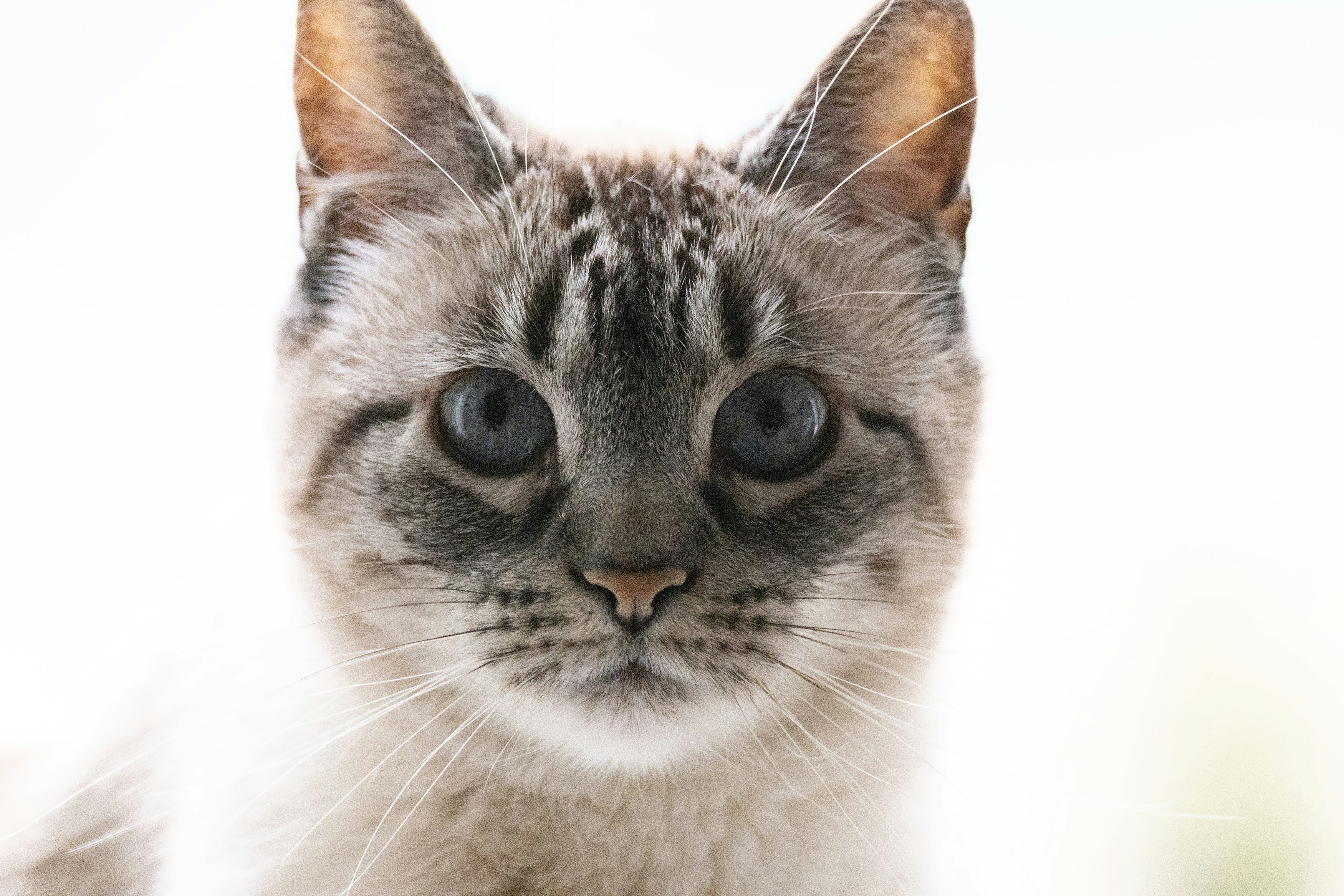 Кошка Сапфир