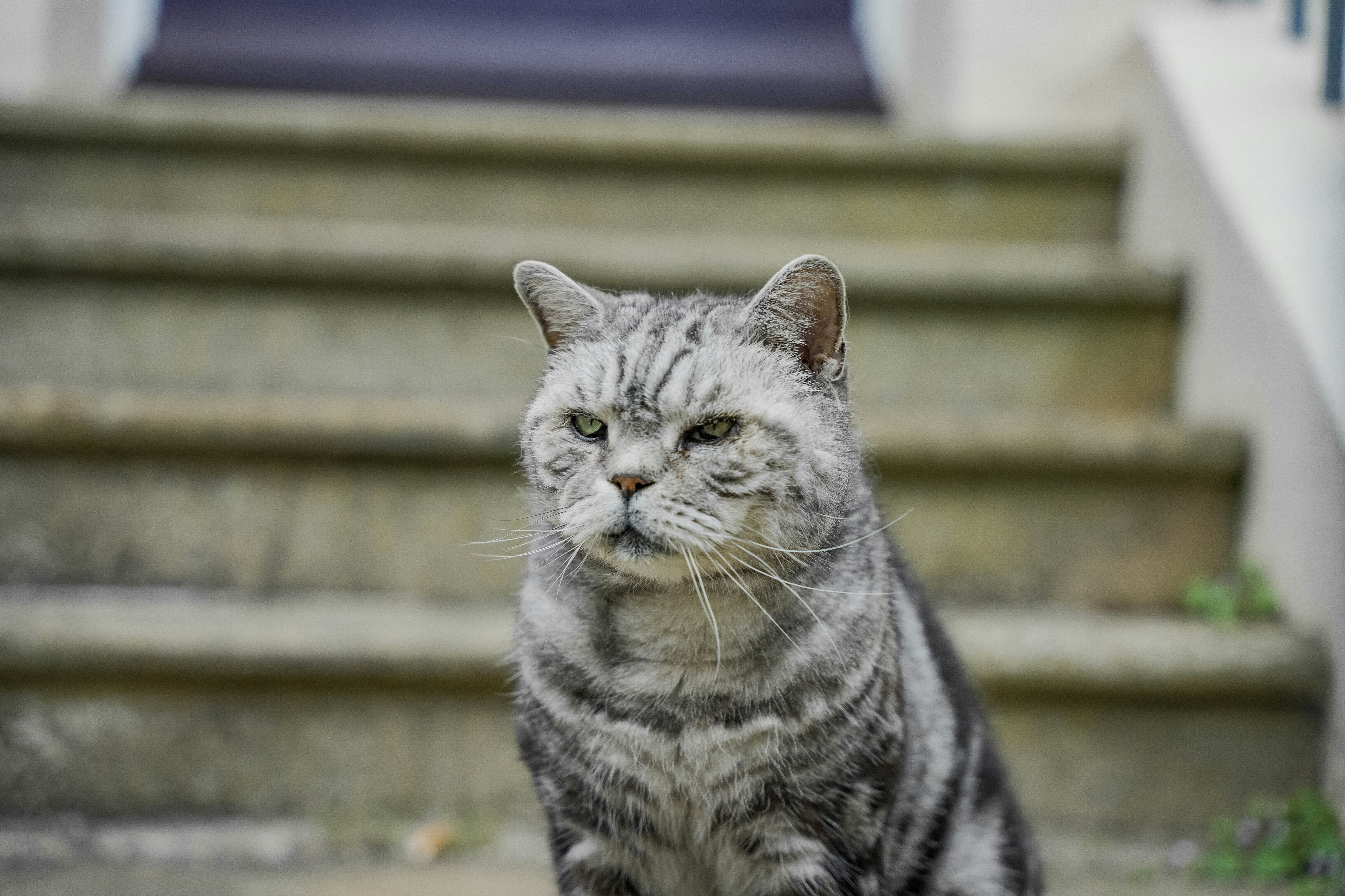 Кот Граф