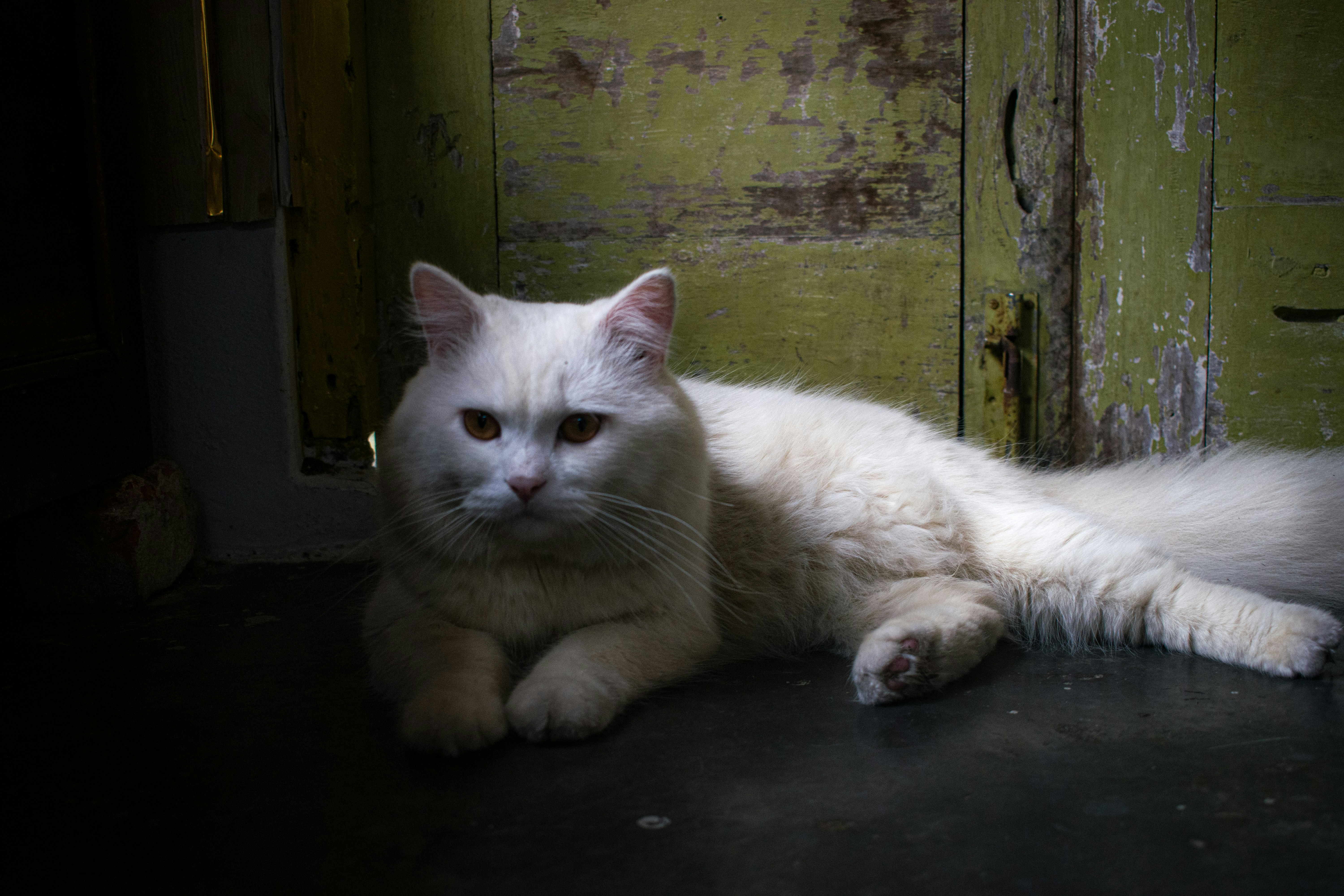 Кошка Снежинка